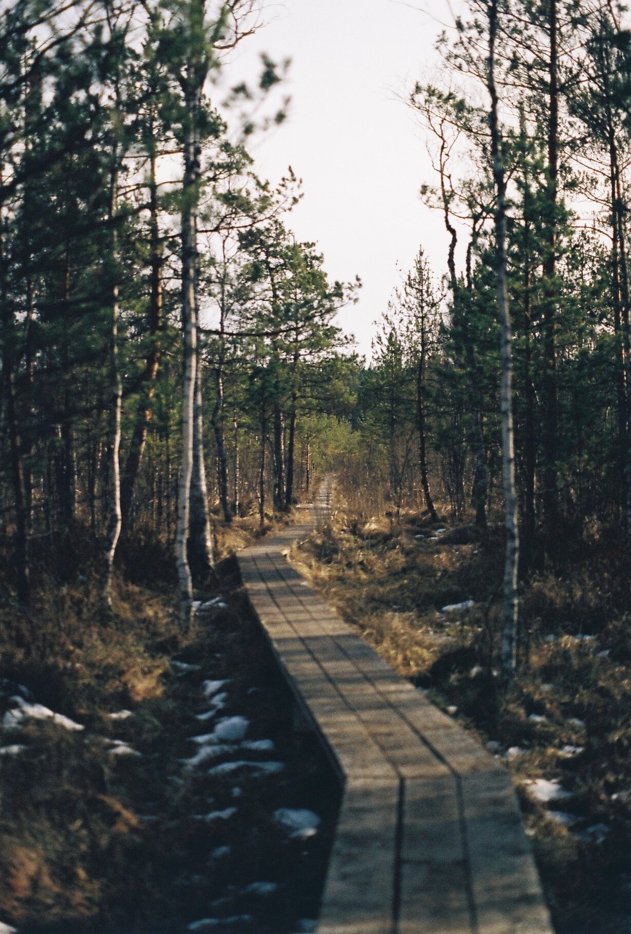 A wooden boardwalk winding through a bog forest of pines and birches.