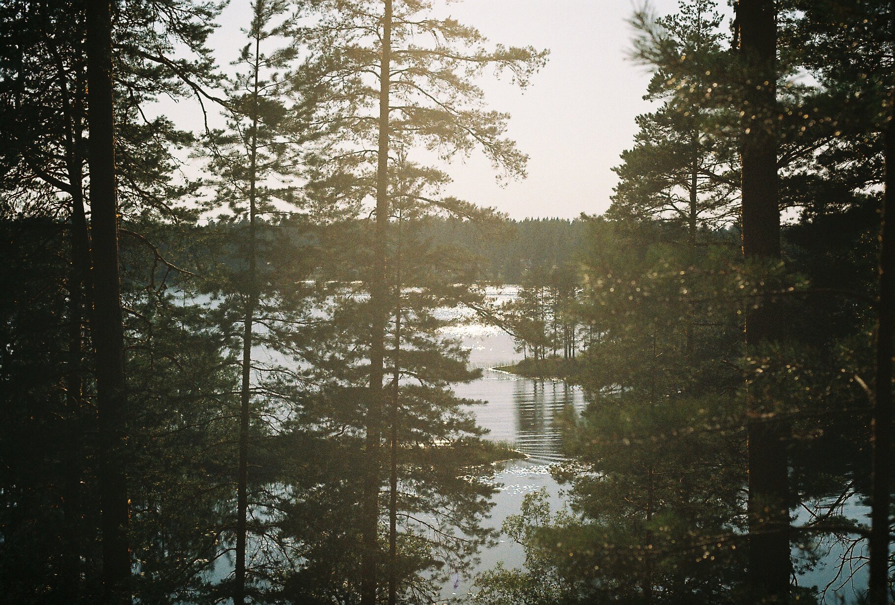 Backlit pine trunks framing a glimpse of a calm lake, evening sun glowing low on the water.
